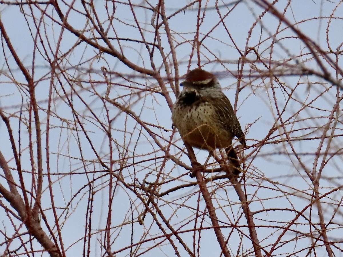 Cactus Wren - ML613987493