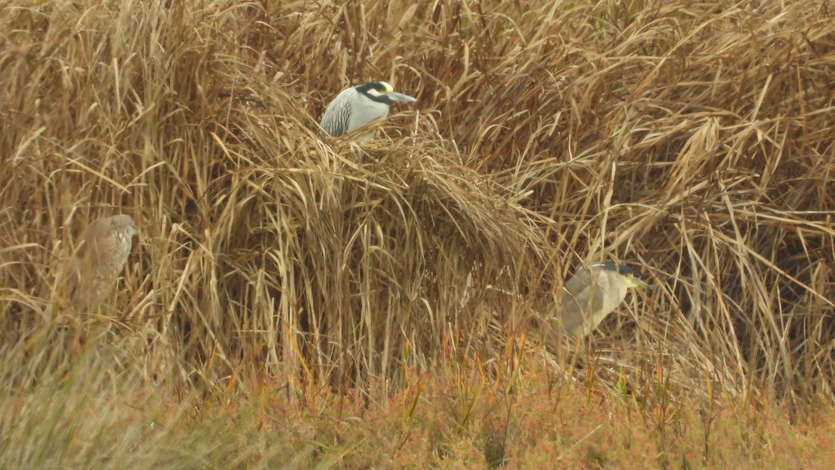 Yellow-crowned Night Heron - ML613987537