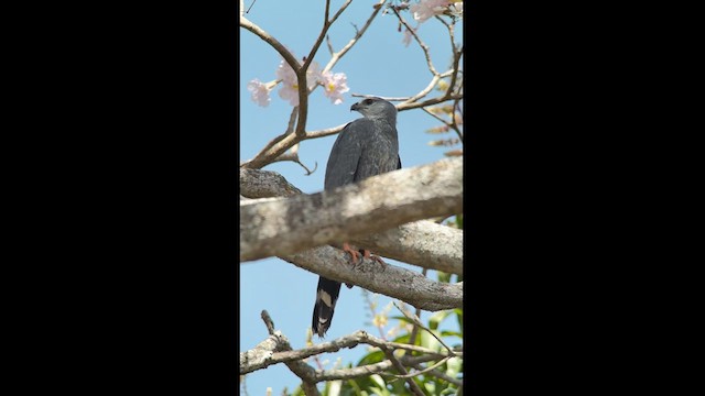 Crane Hawk - ML613987558