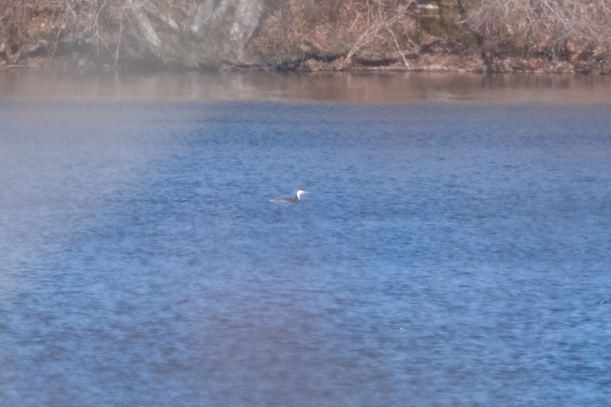 Western Grebe - ML613987581