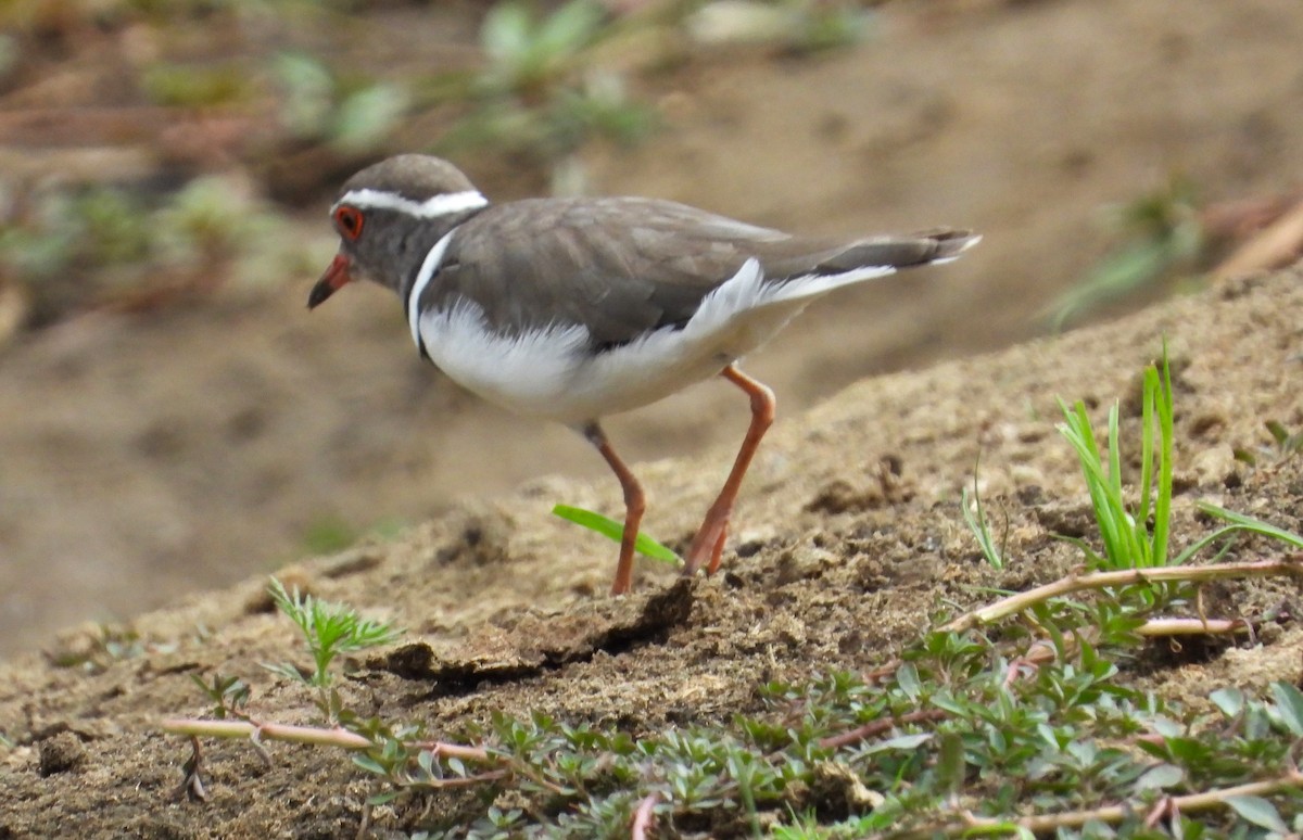 Three-banded Plover - ML613987617