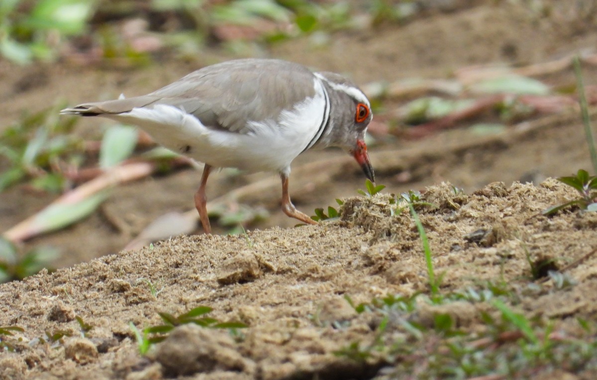 Three-banded Plover - ML613987625