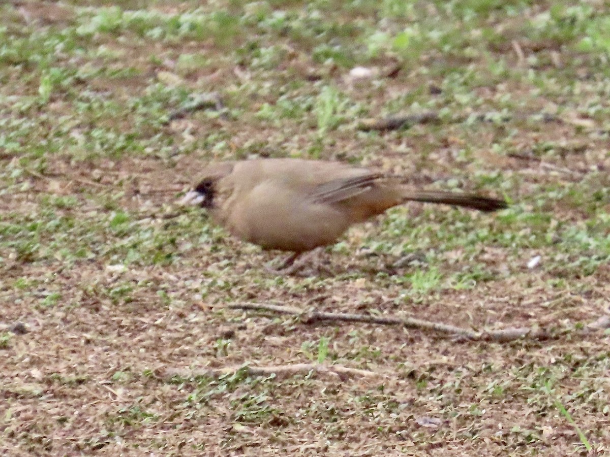 Abert's Towhee - ML613987633