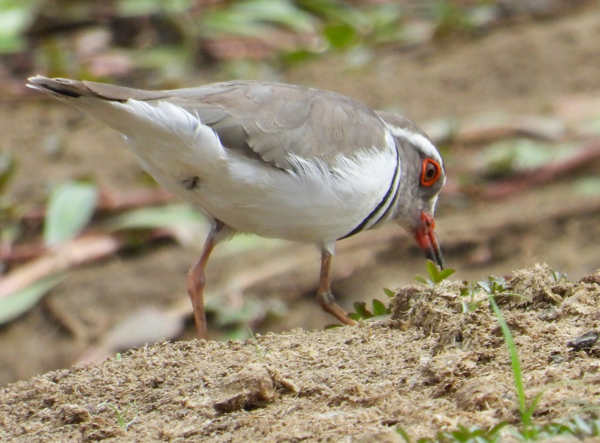 Three-banded Plover - ML613987643