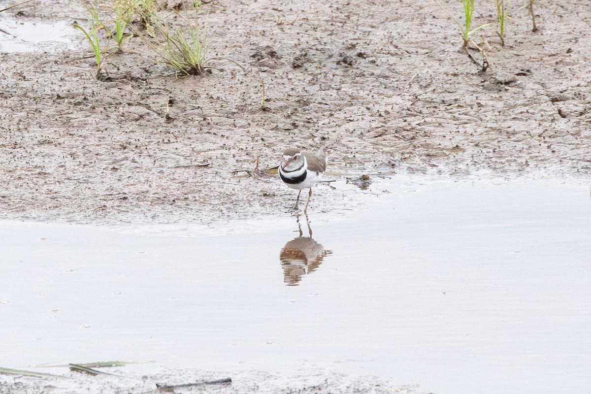 Three-banded Plover - ML613987644