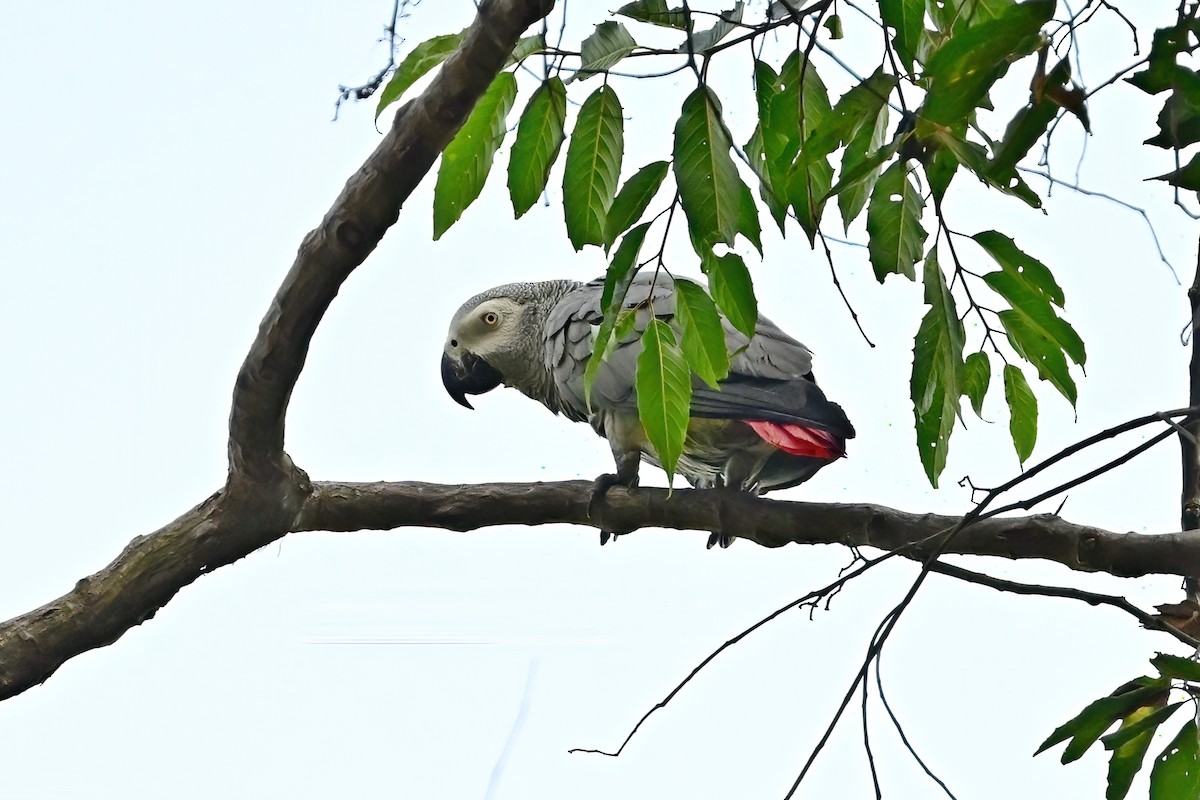Gray Parrot - ML613987691
