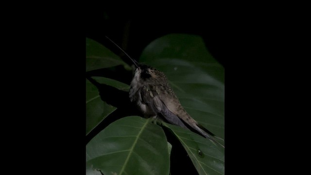 Pale-bellied Hermit - ML613987748