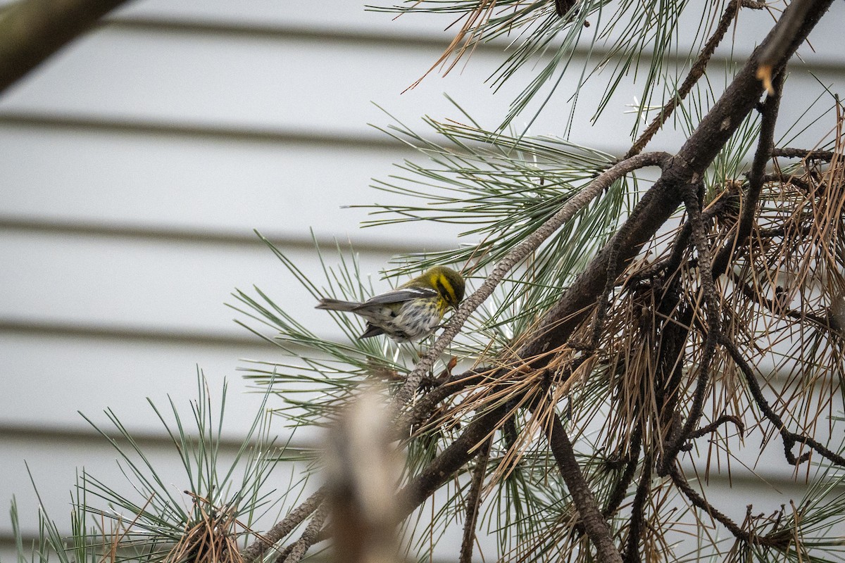 Townsend's Warbler - ML613987797