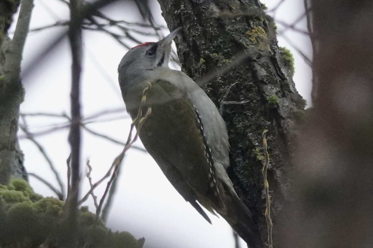 Gray-headed Woodpecker - ML613987849
