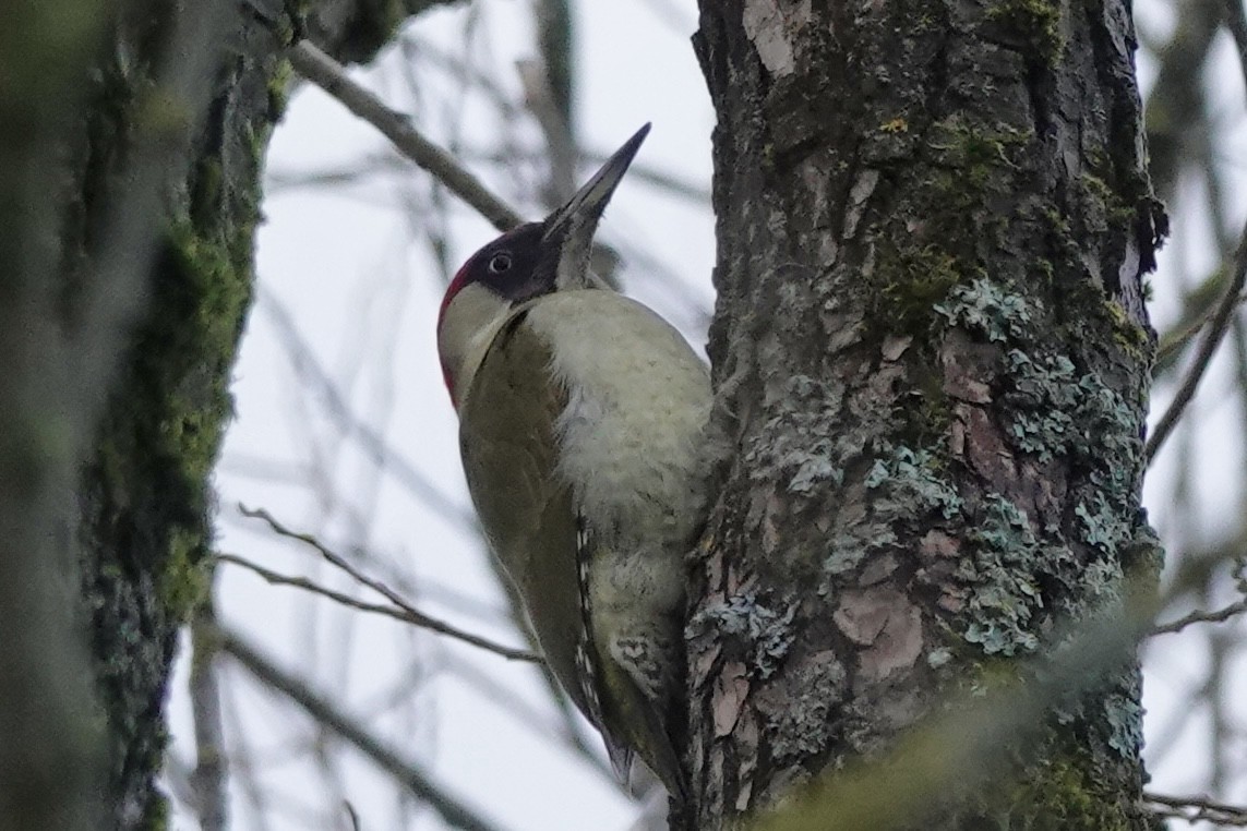 Eurasian Green Woodpecker - ML613987857