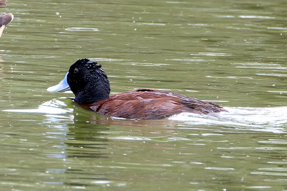 Blue-billed Duck - ML613987958