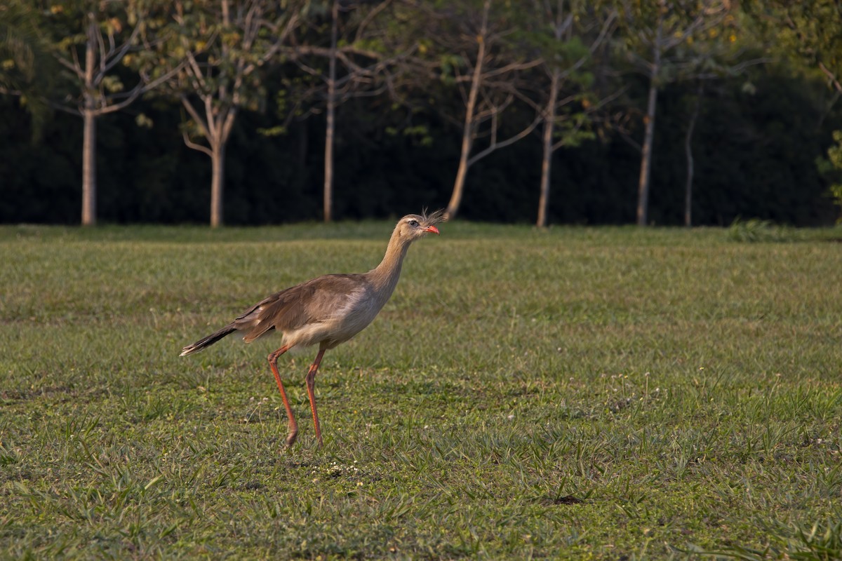 Red-legged Seriema - Antonio Rodriguez-Sinovas