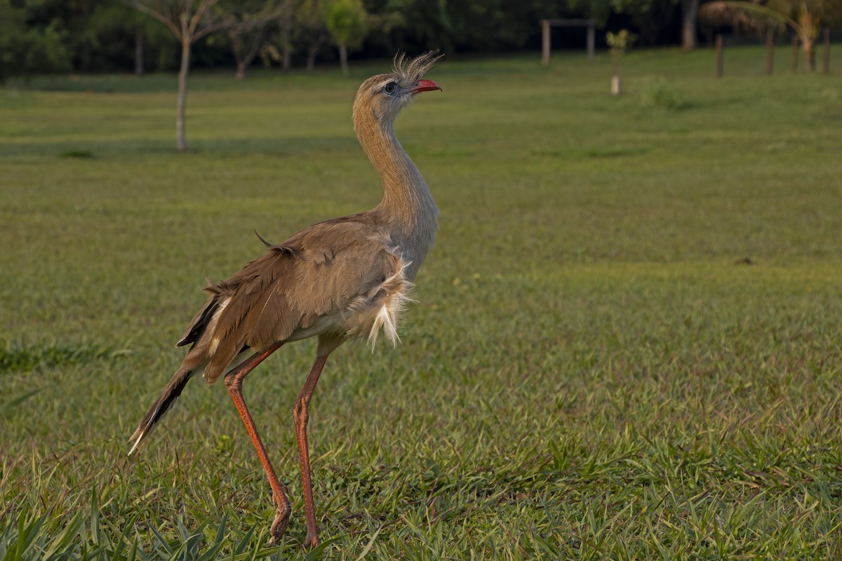 Red-legged Seriema - ML613988017