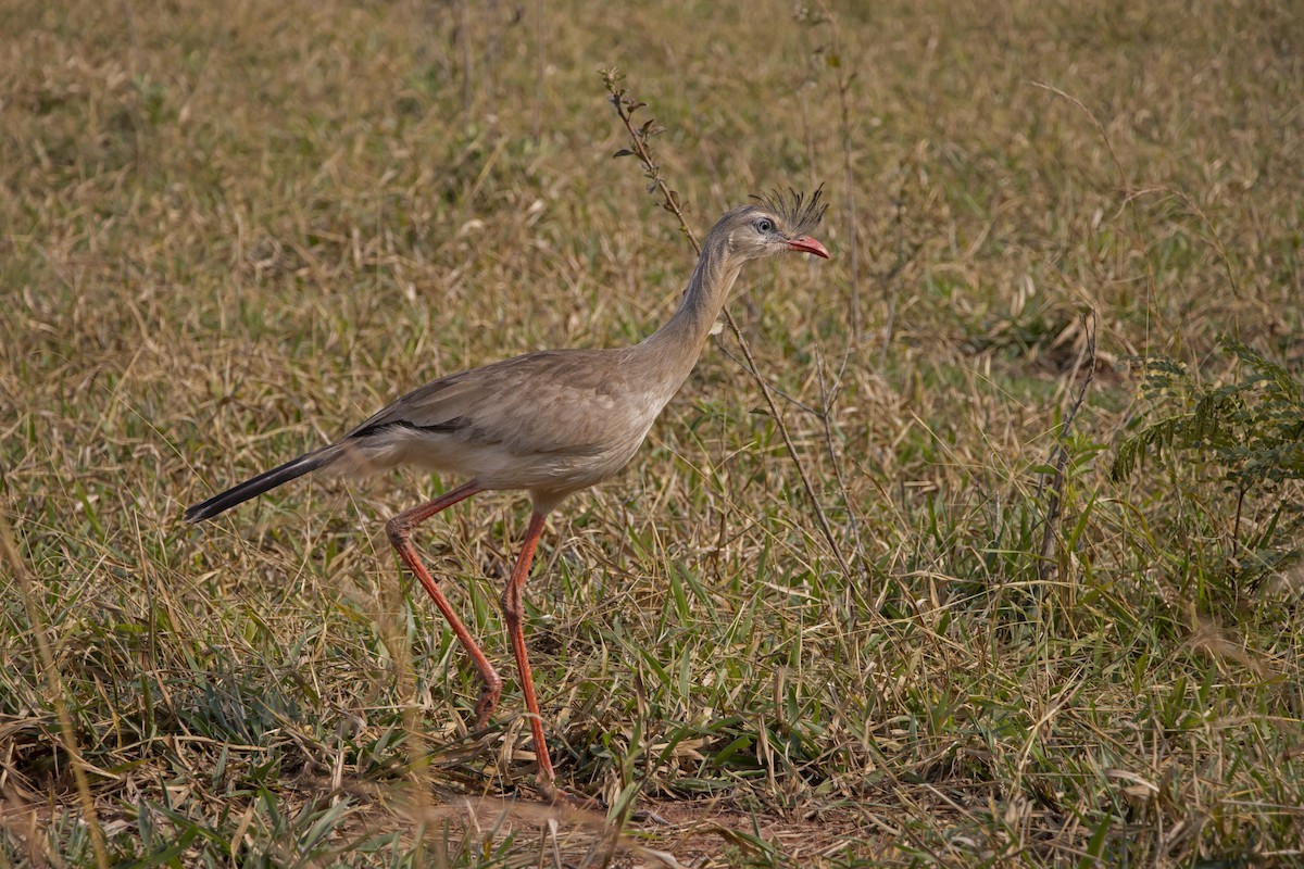 Red-legged Seriema - Antonio Rodriguez-Sinovas