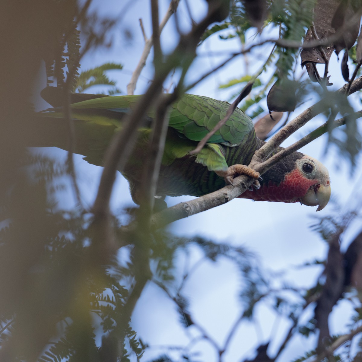 Cuban Parrot - ML613988030