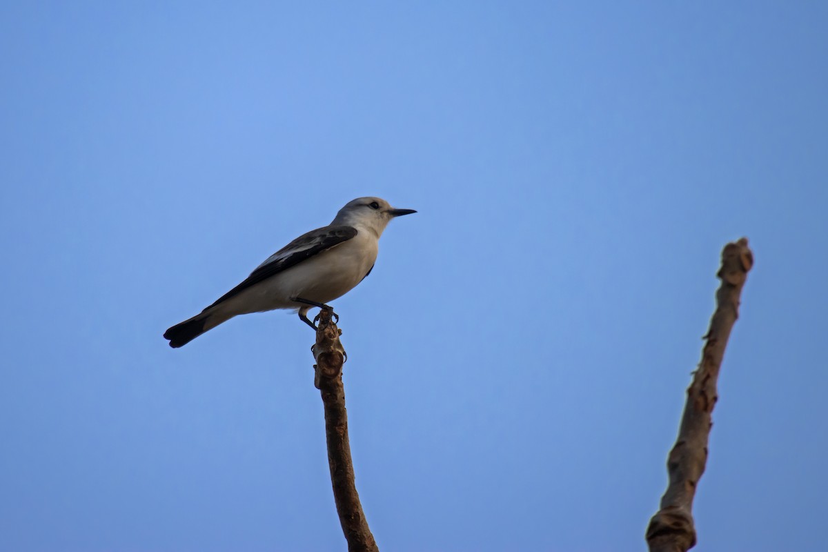 White-rumped Monjita - Antonio Rodriguez-Sinovas
