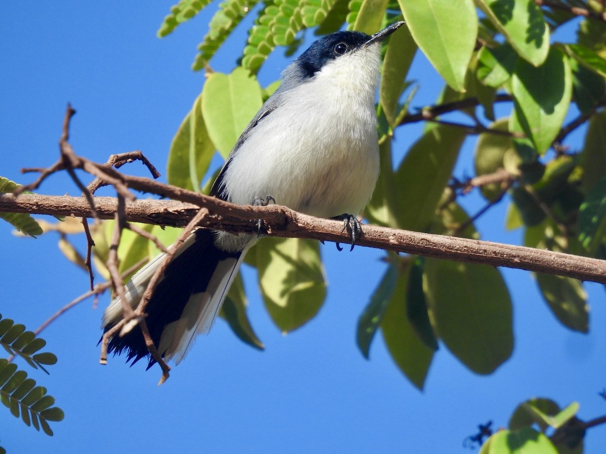 Tropical Gnatcatcher (atricapilla) - ML613988059