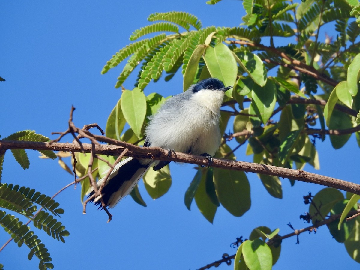 Tropical Gnatcatcher (atricapilla) - ML613988060