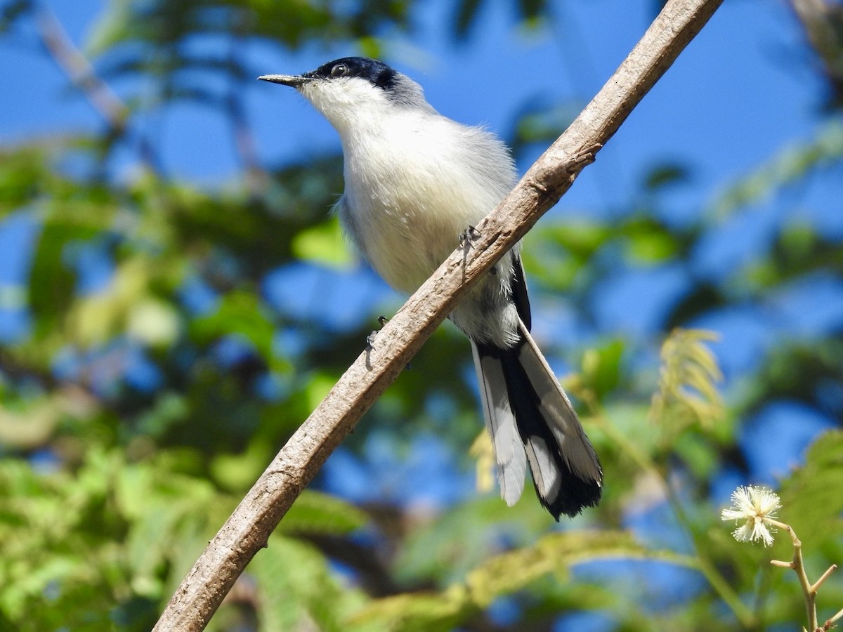 Tropical Gnatcatcher (atricapilla) - ML613988062