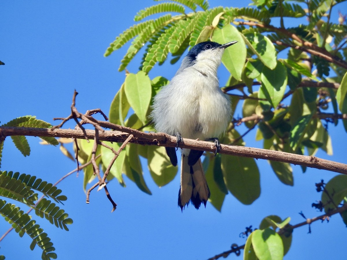 Tropical Gnatcatcher (atricapilla) - Nick Odio