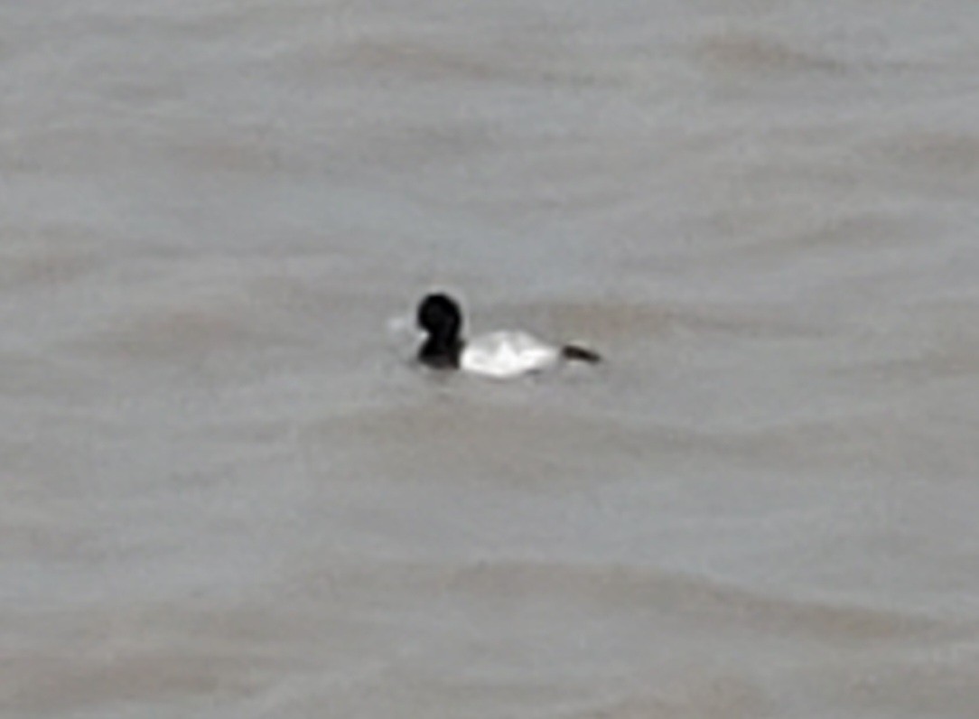 Greater Scaup - ML613988099