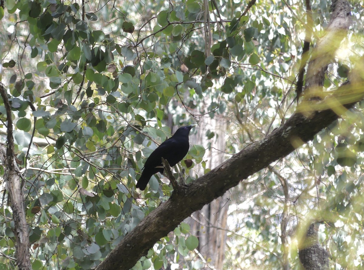 Satin Bowerbird - ML613988171