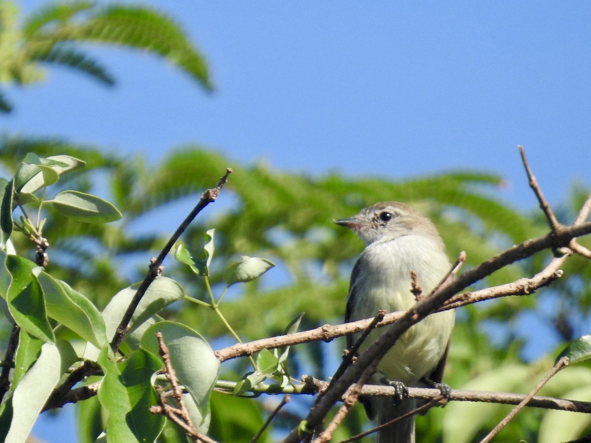 Southern Mouse-colored Tyrannulet - Nick Odio