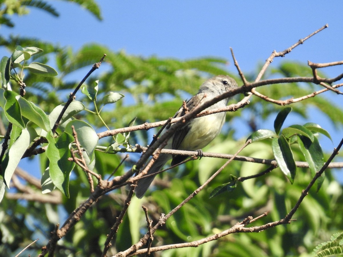 Southern Mouse-colored Tyrannulet - Nick Odio