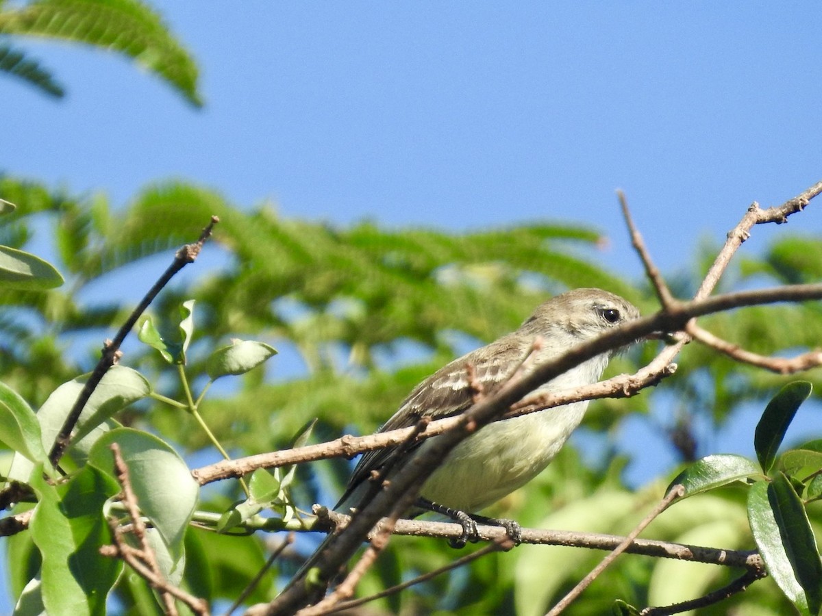 Southern Mouse-colored Tyrannulet - Nick Odio