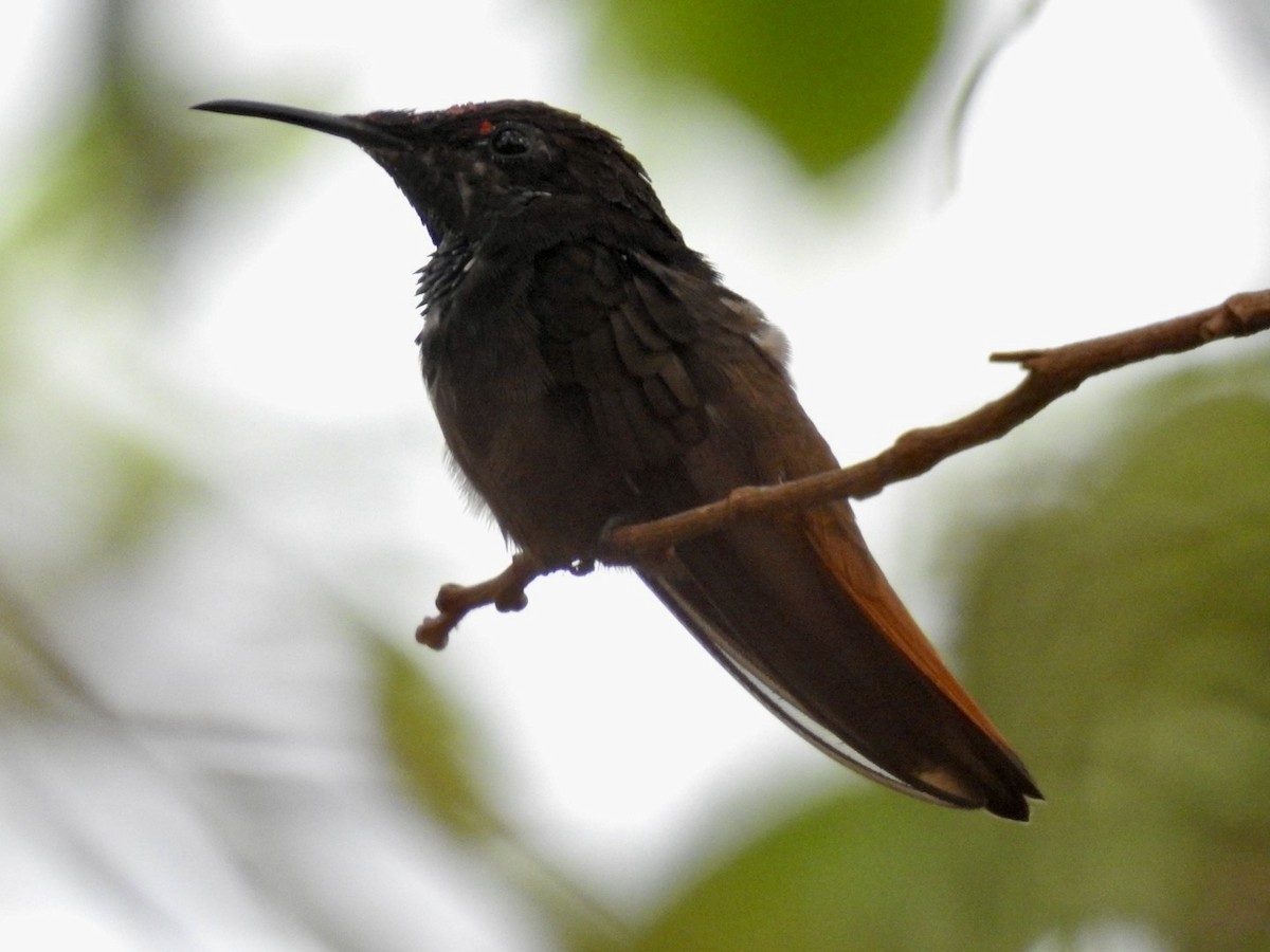 Ruby-topaz Hummingbird - Nick Odio