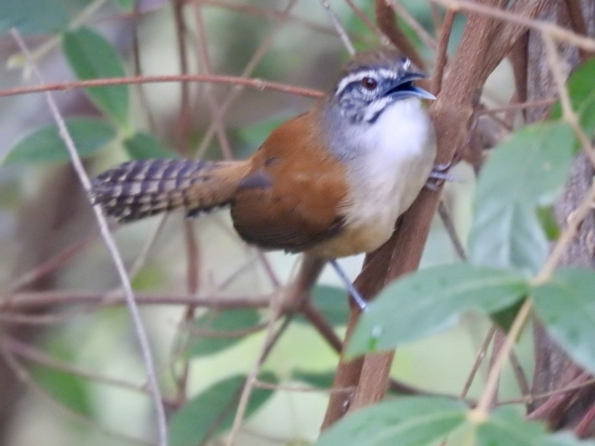 Moustached Wren - Nick Odio