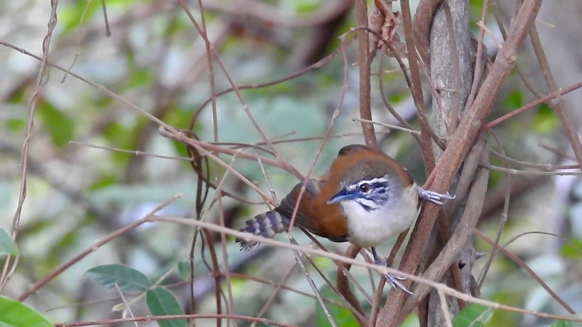 Moustached Wren - Nick Odio