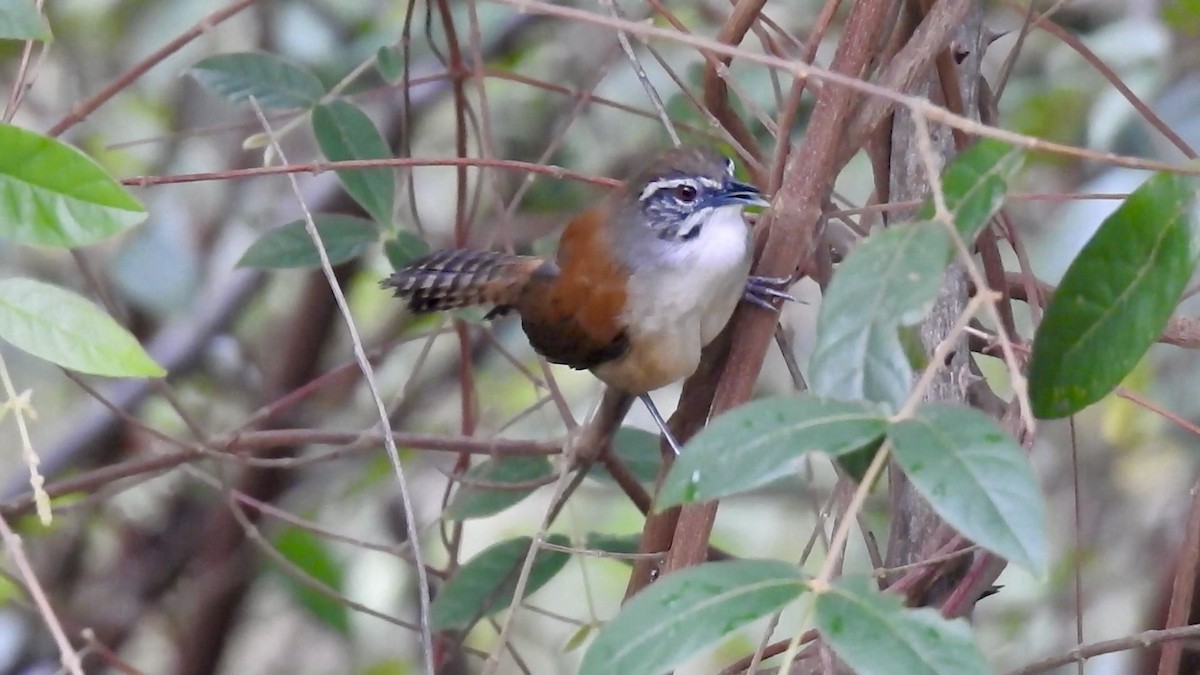 Moustached Wren - ML613988249