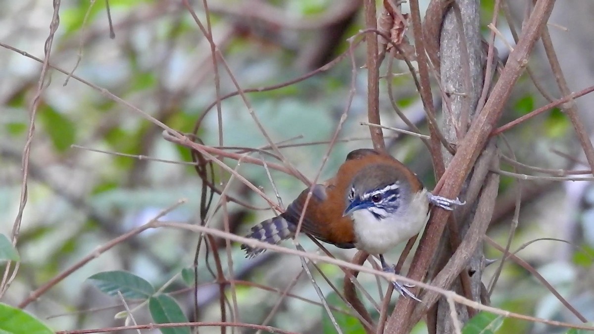 Moustached Wren - Nick Odio