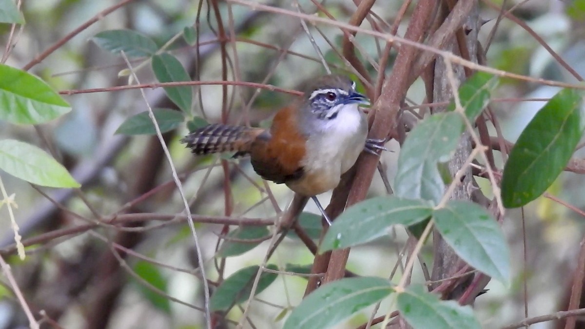 Moustached Wren - ML613988252