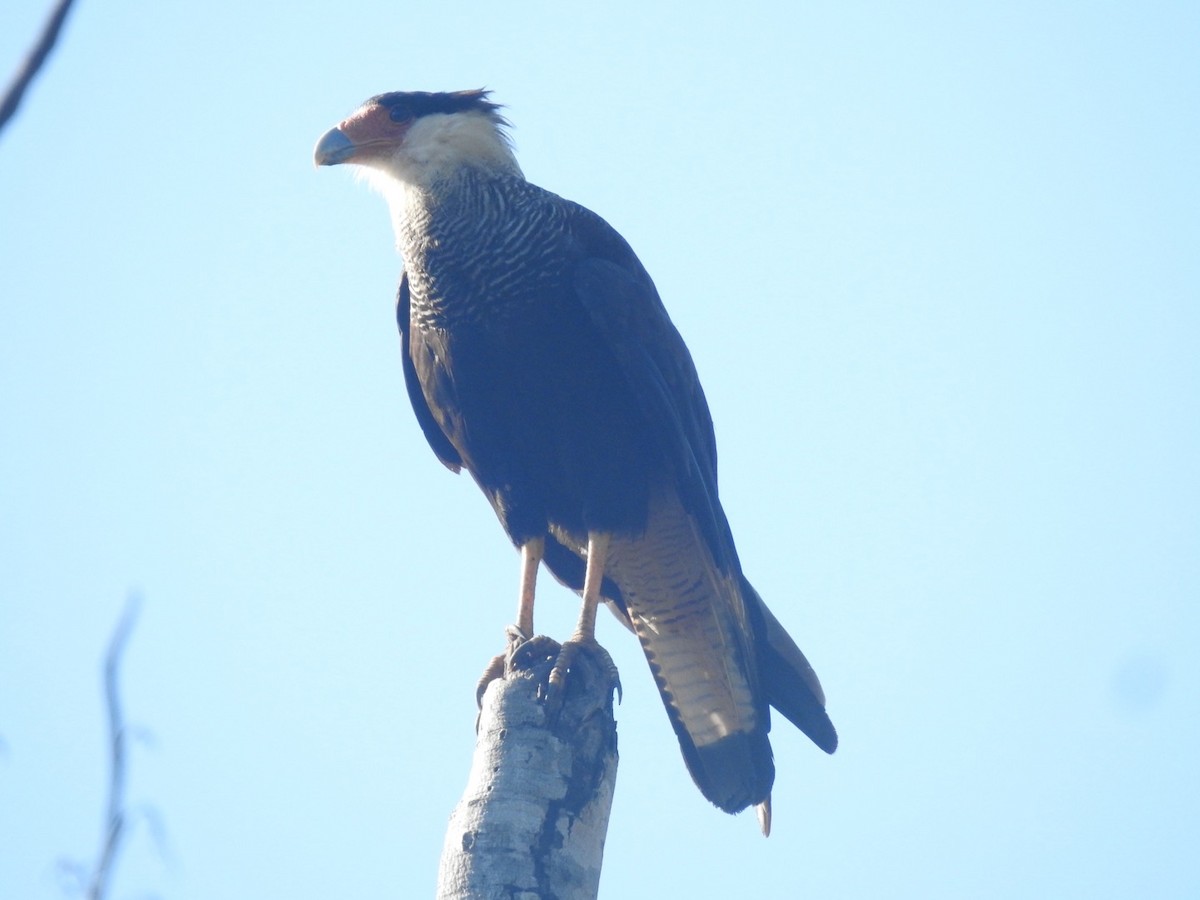 Caracara huppé - ML613988277