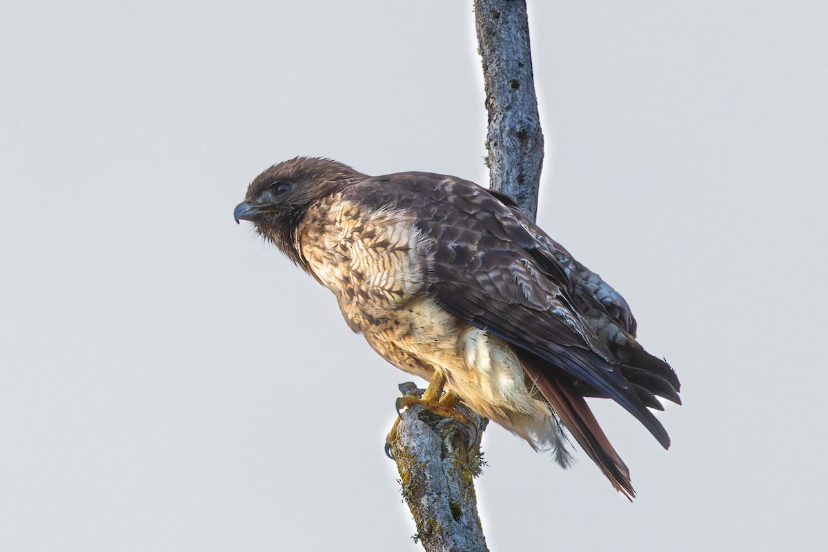 Red-tailed Hawk - ML613988293