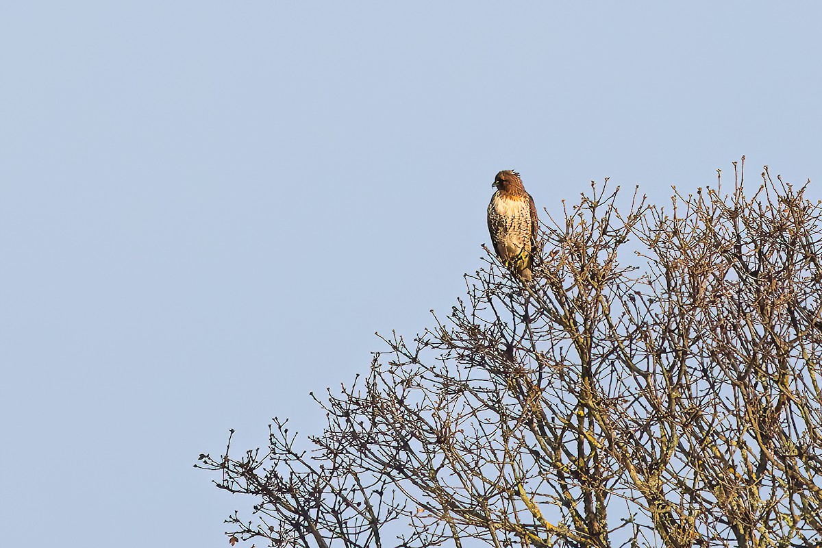 Red-tailed Hawk - ML613988295