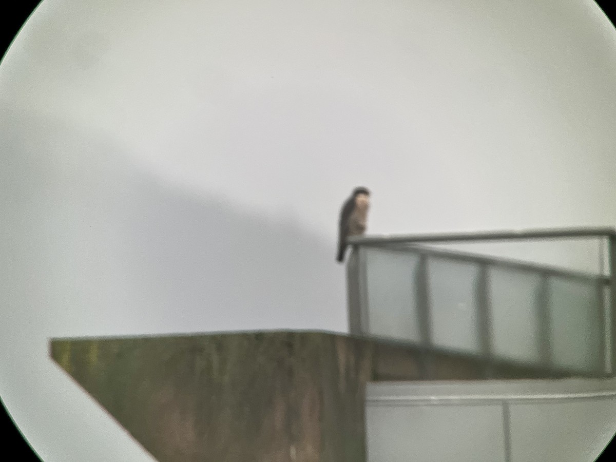 Peregrine Falcon - ML613988316