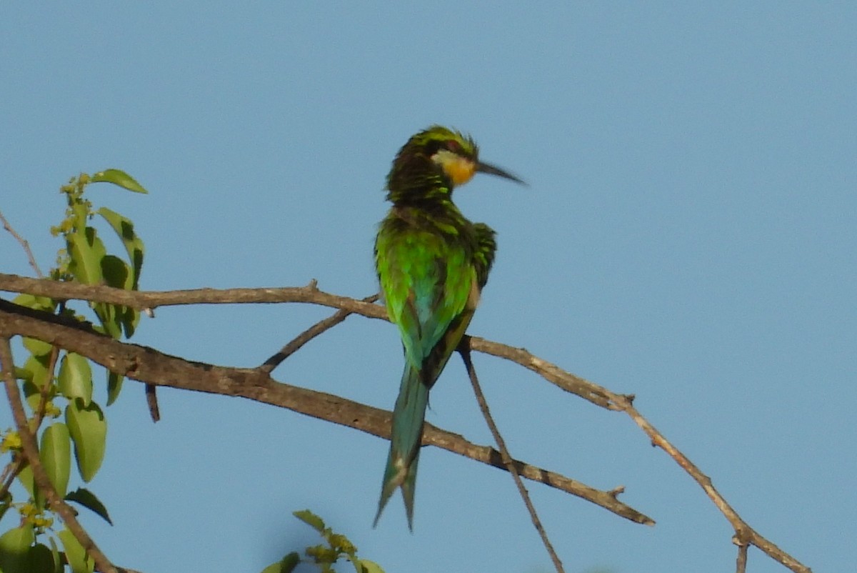 Swallow-tailed Bee-eater - ML613988406