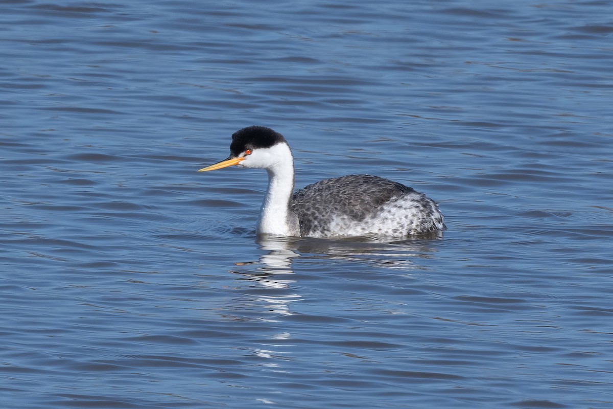 Clark's Grebe - ML613988444