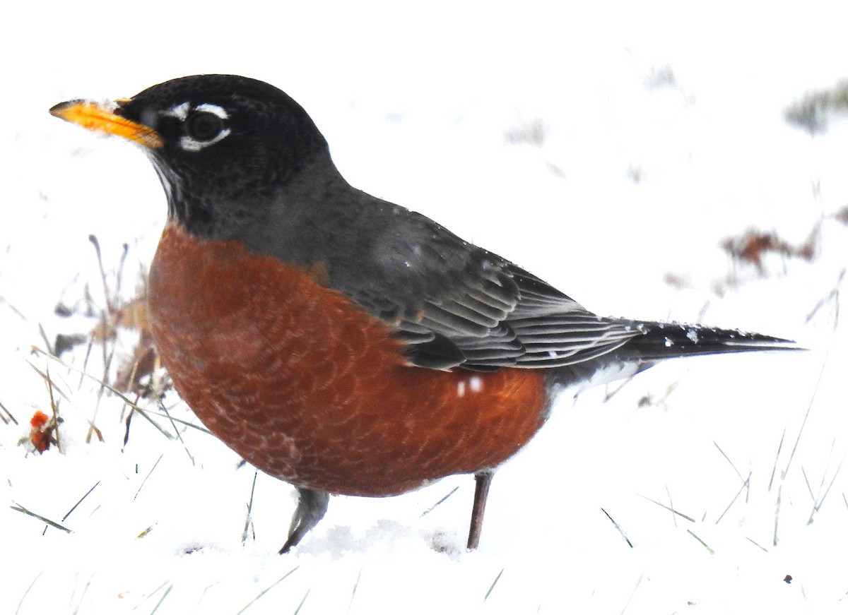 American Robin - ML613988450