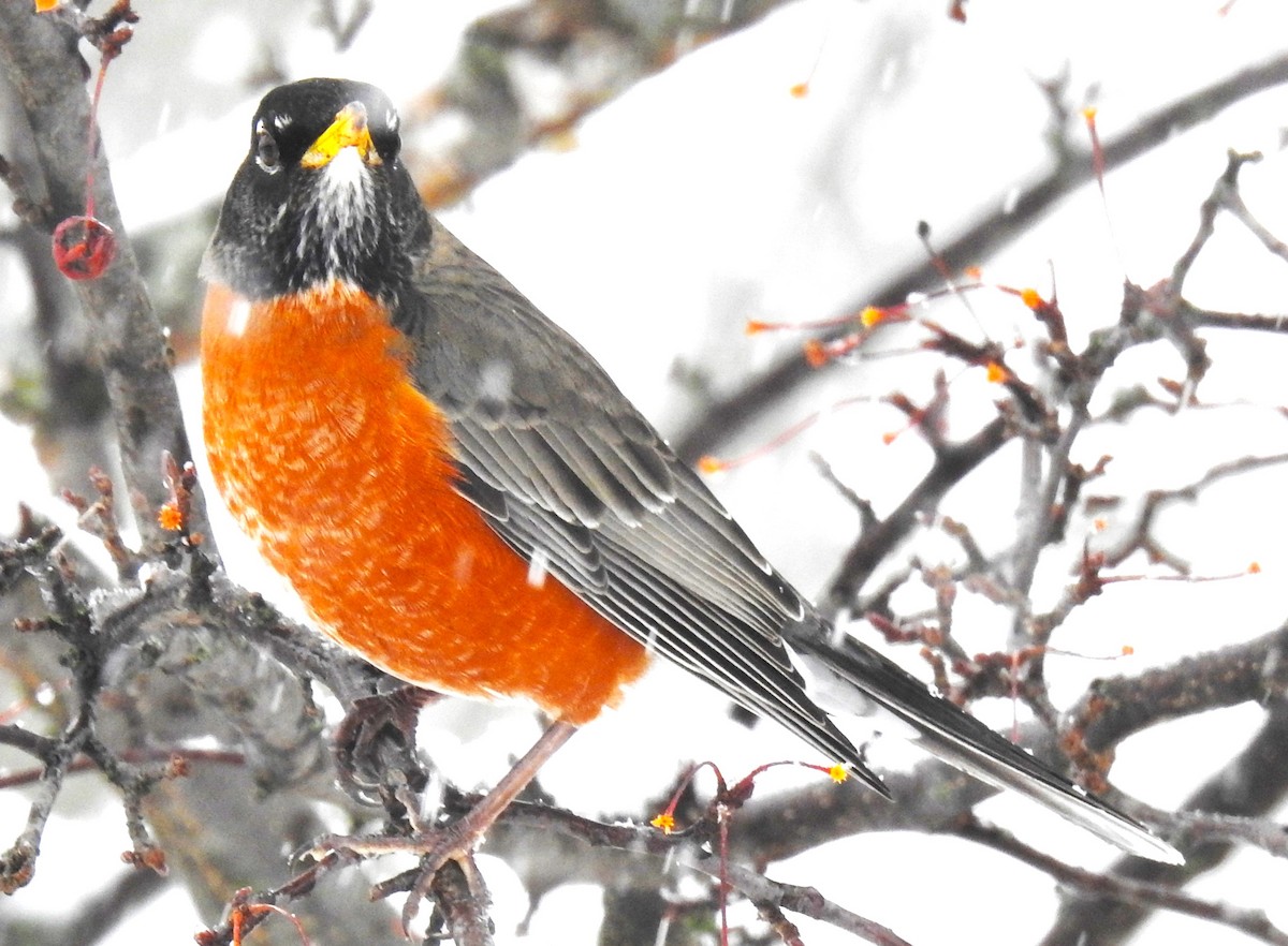 American Robin - ML613988451