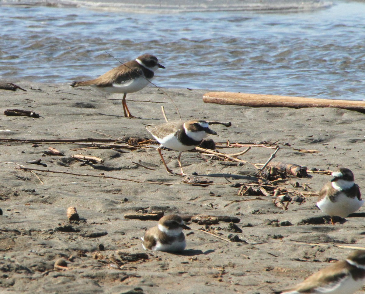 Wilson's Plover - ML613988460