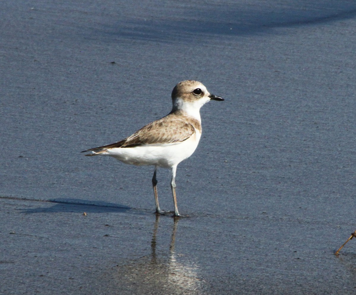 Snowy Plover - ML613988486