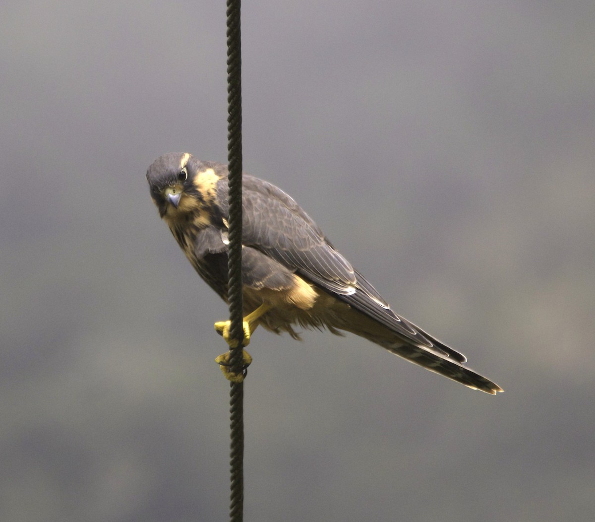 Aplomado Falcon - Sue Riffe