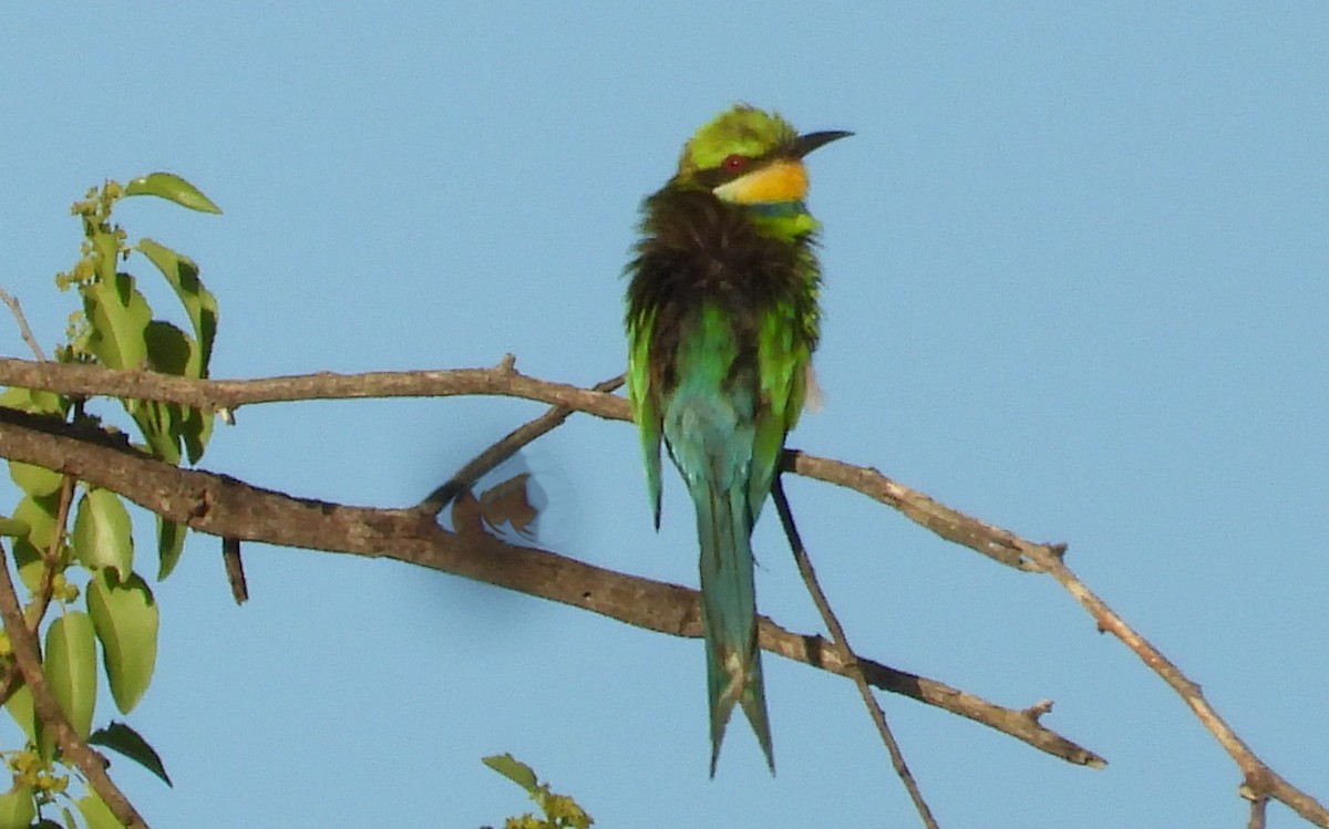 Swallow-tailed Bee-eater - ML613988500