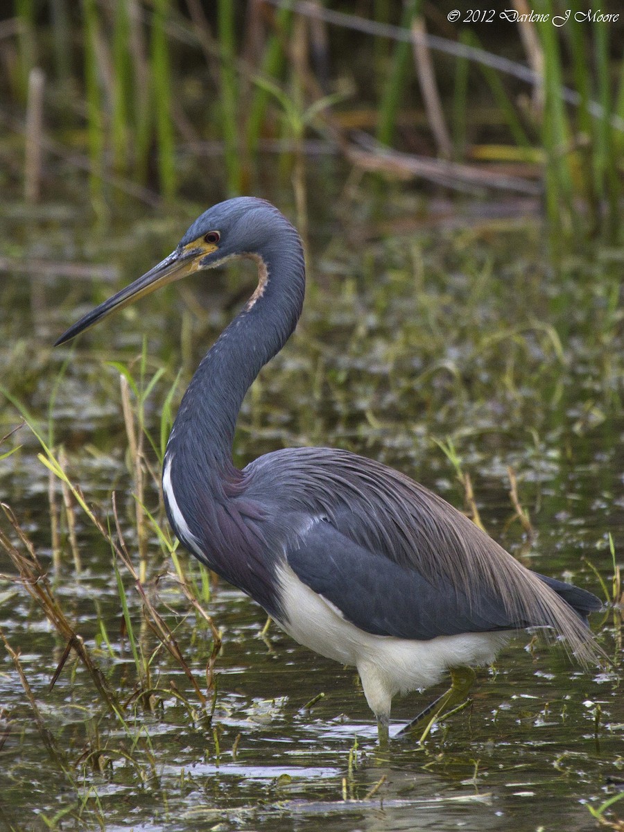 Tricolored Heron - Darlene J McNeil