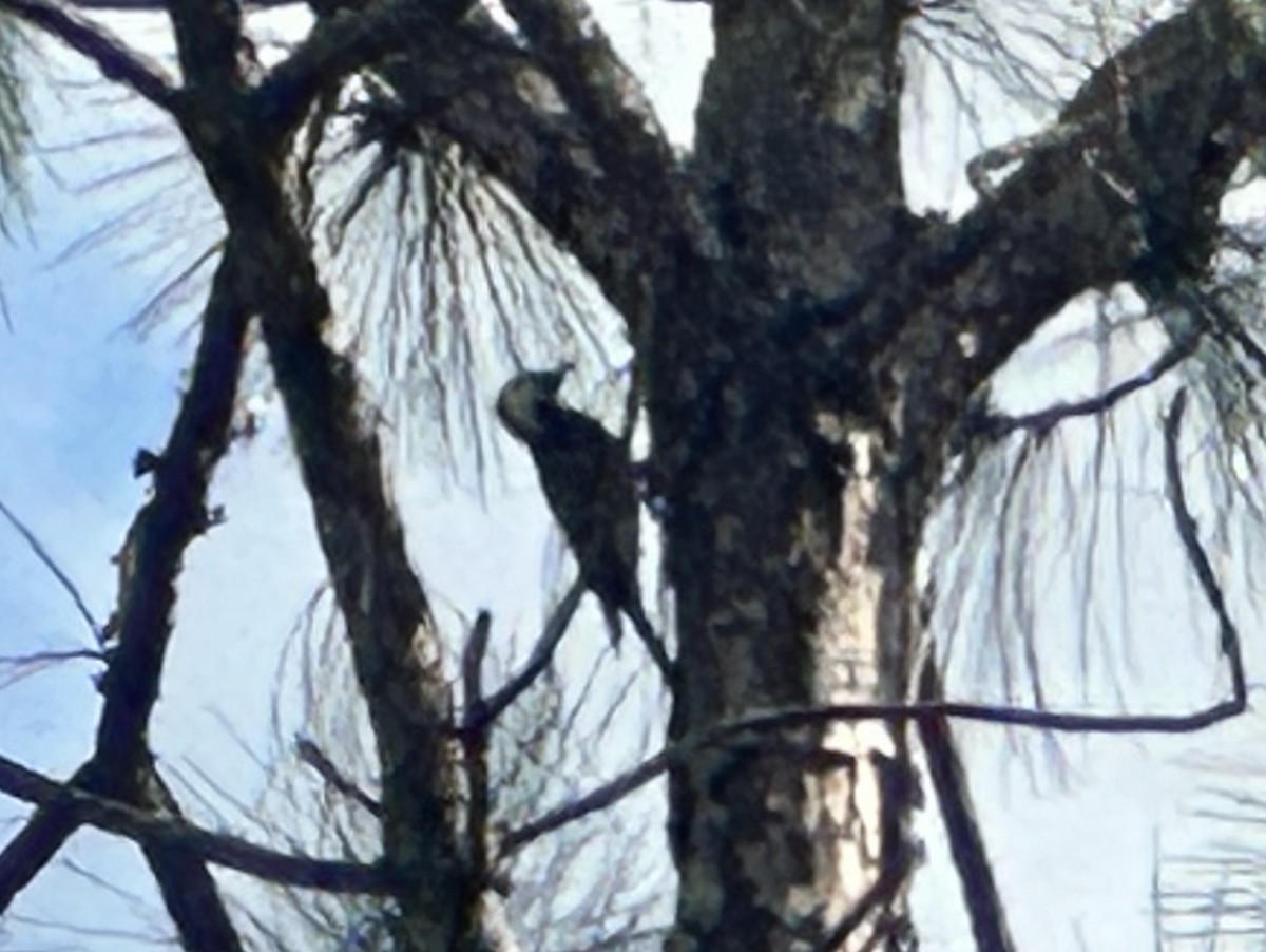 Red-cockaded Woodpecker - Bob Snow