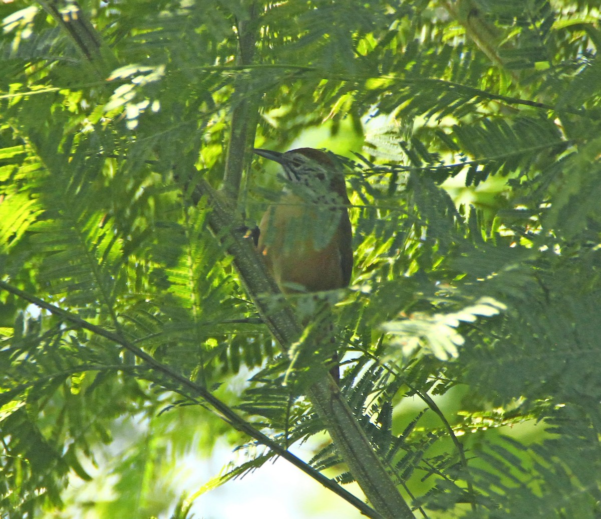 Happy Wren - ML613988571